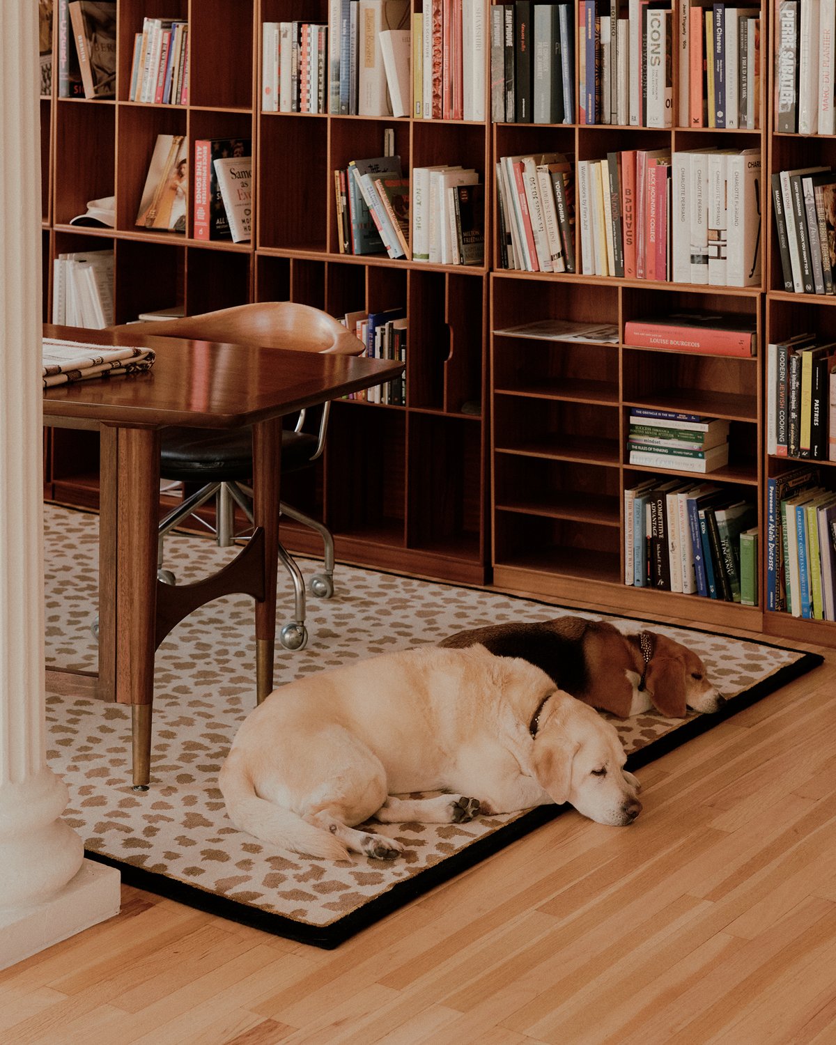 Tapis en laine moelleux Gild 03 photographié avec deux chiens dans un bureau avec un bureau en bois et une étagère.